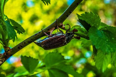 Bahçedeki bir ağacın yeşil yaprakları