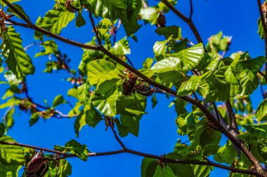 Kestane ağacının yapraklarından güzel bir kare.