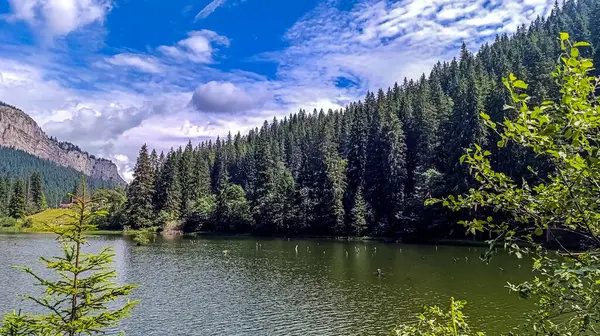 Ağaçlarla çevrili güzel bir göl görüntüsü.