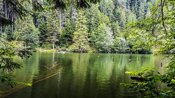 Ormanın dağlarında göl