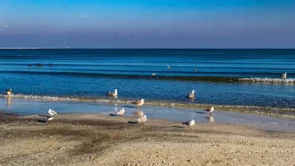 Akşamları sahilde martılar.