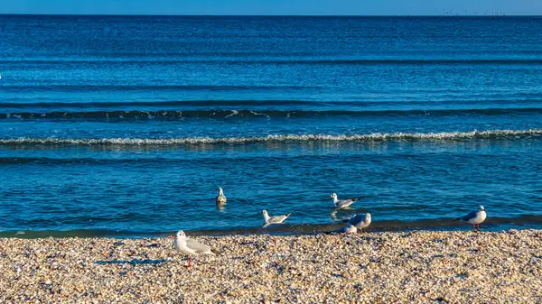 Deniz dalgaları sabah sahilde