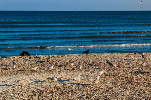 Kumsalda uçan martılar.