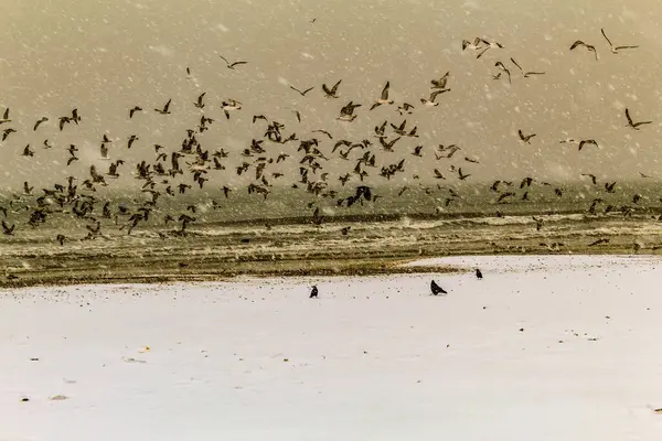 Kışın ördek sürüsü