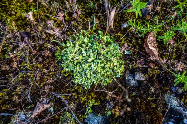 Yosun ve tavuk. Dağlarda, Rusya 'da bir ormanda yerde.
