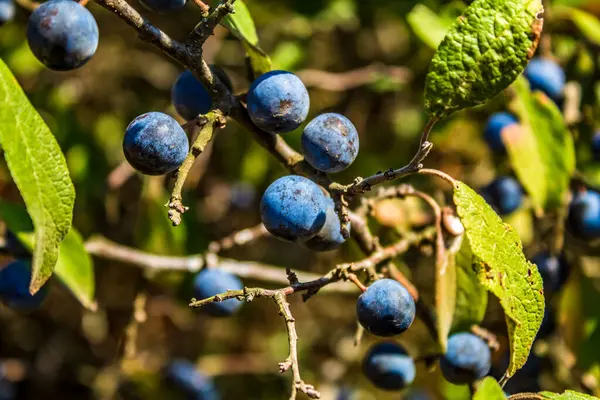 Ağaçta olgun yaban mersini
