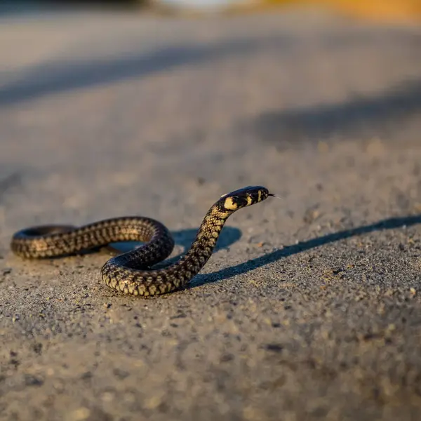 Yılan kumda yürüyor.