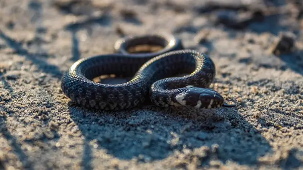 Kumda kara yılan, yılan, yılan, yılan