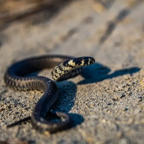Doğal ortamında bir yılan.