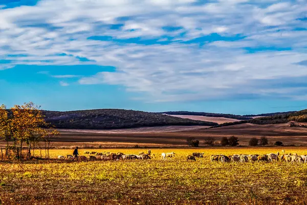 Dağlarda otlayan koyunlar