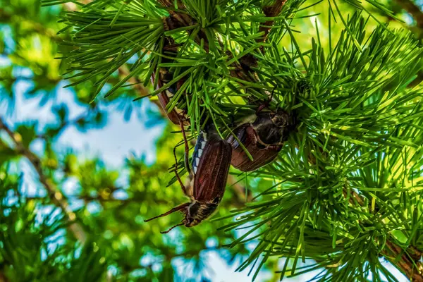 Parktaki bir çam ağacının yakın çekimi.