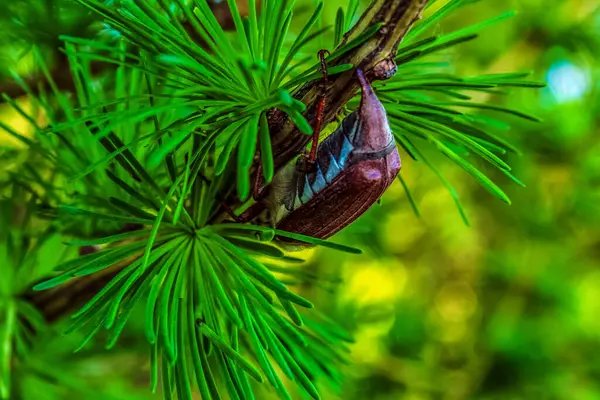 Bahçesinde yeşil yaprak olan bir ağaç dalına yakın plan.