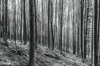 Ağaçlı güzel bir ormanın siyah beyaz resmi.