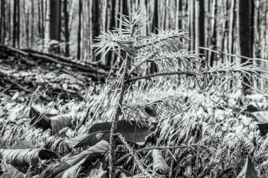 Ormandaki bir ağacın siyah beyaz fotoğrafı.