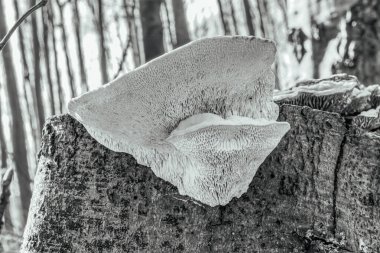 kütük üzerinde beyaz mantar.