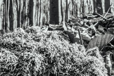 Bahçedeki kuru otlar.