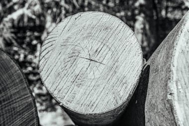 Eski ahşap çitler. Kapat..