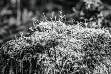 Ormandaki siyah ve beyaz otlar