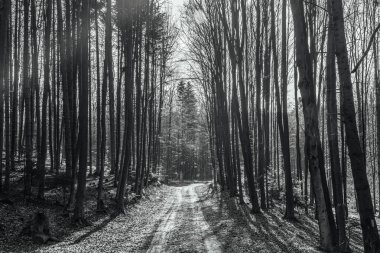 Ormanda güzel bir sonbahar