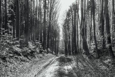 Ormanda siyah beyaz ağaçlar