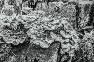 Ormandaki bir ağaçta büyüyen mantarlar ve mantarlar