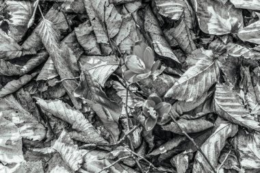 arka planını kuru sonbahar yaprakları.