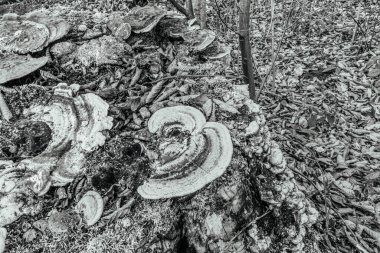 Ölü denizin siyah beyaz fotoğrafı.