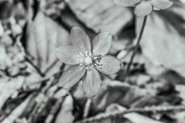 Bahçedeki beyaz çiçek