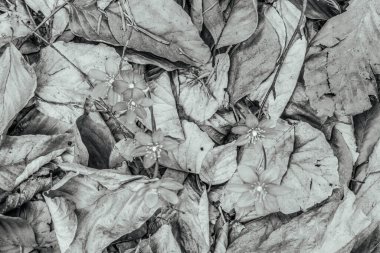 Yaprakların siyah beyaz arkaplanı.