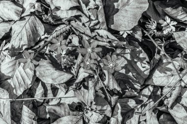 Yaprakların siyah beyaz arkaplanı