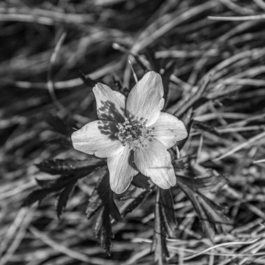 Ormanda güzel beyaz çiçekler