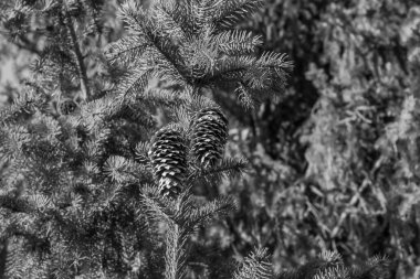 Dağlardaki ormanda siyah ve beyaz kozalaklar