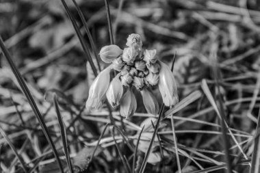 Bahçede bahar çiçekleri