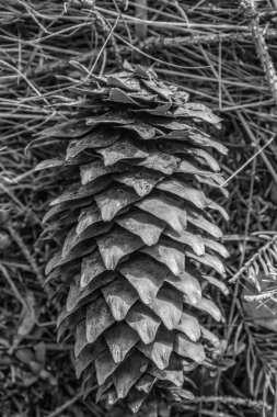 Ormanda siyah ve beyaz kozalak