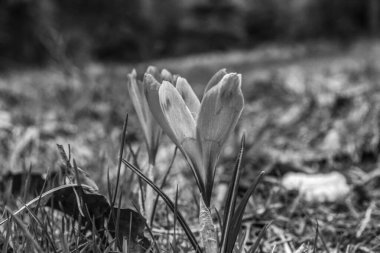 Bahçede güzel bahar çiçekleri