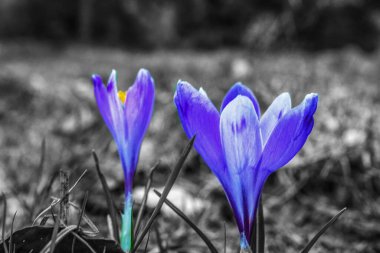 Bahçedeki mavi çiçek, ilkbahar zamanı.