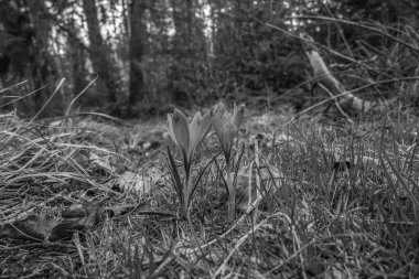 Bahar ormanındaki siyah beyaz çiçekler, sığ tarlaların derinliğine dikkat edin.