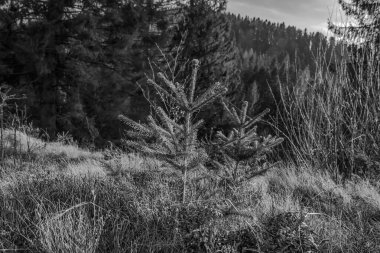 Dağın ortasındaki bir çam ağacının siyah beyaz görüntüsü