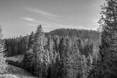 Ağaçlı bir dağ ormanının siyah beyaz resmi