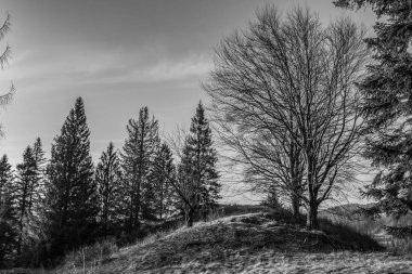 Kışın parktaki ağaçlar