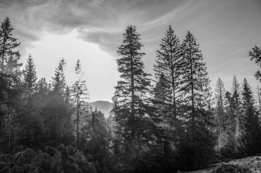 Dağlarla çevrili bir ağacın gri tonlu görüntüsü.