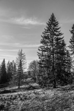 Karla kaplı ağaçlarla kaplı kış manzarası