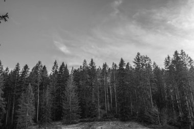 Güzel bir çam ağacının siyah ve beyaz görüntüsü. Arka planda karanlık bir orman ve güzel bir manzara..