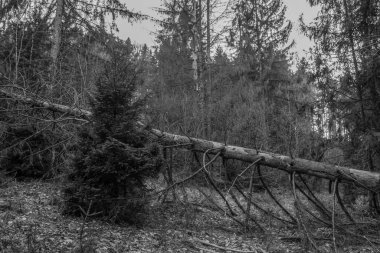 ağaç siyah beyaz resim