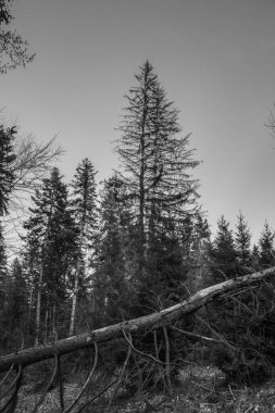 Doğal ormanın güzel manzarası