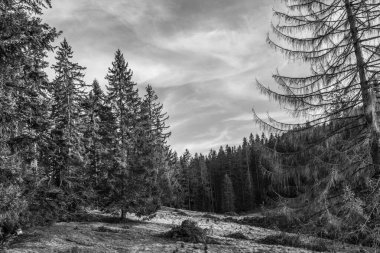 Kışın çam ormanı. siyah ve beyaz.
