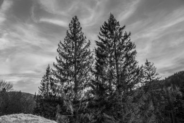 Gündüz vakti açık bir gökyüzünün altındaki ağaçların güzel bir görüntüsü.