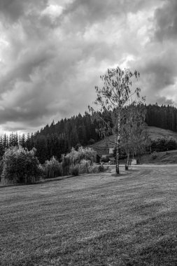 Ağaçlarla kaplı güzel bir manzara.