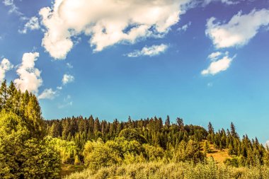 Yeşil orman ve mavi gökyüzü. Güzel manzara.