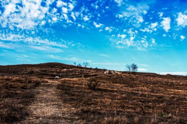 Ağaçlar ve yapraklarla dolu sonbahar manzarası